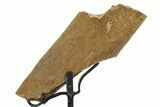Fossil Hadrosaur Rib Section w/ Metal Stand - South Dakota #354309-1